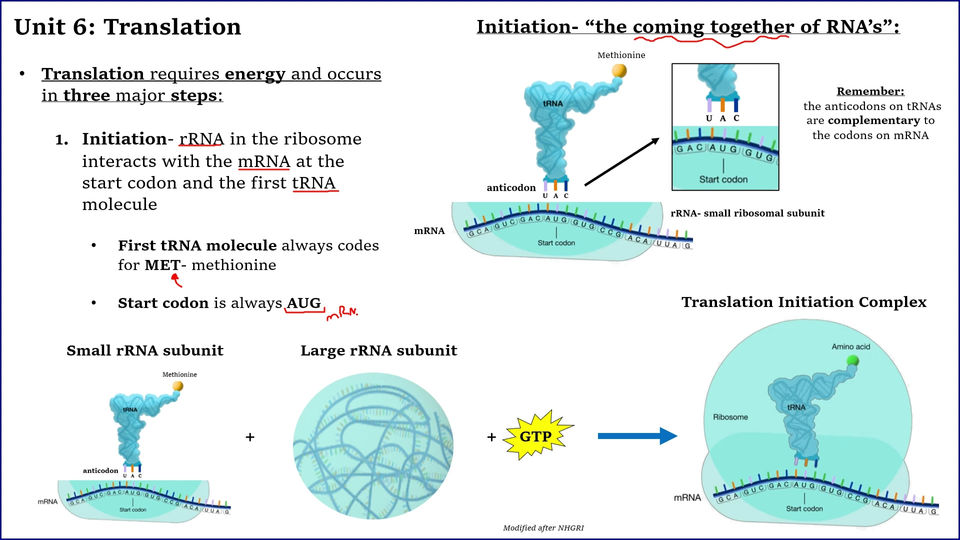 L4- Translation